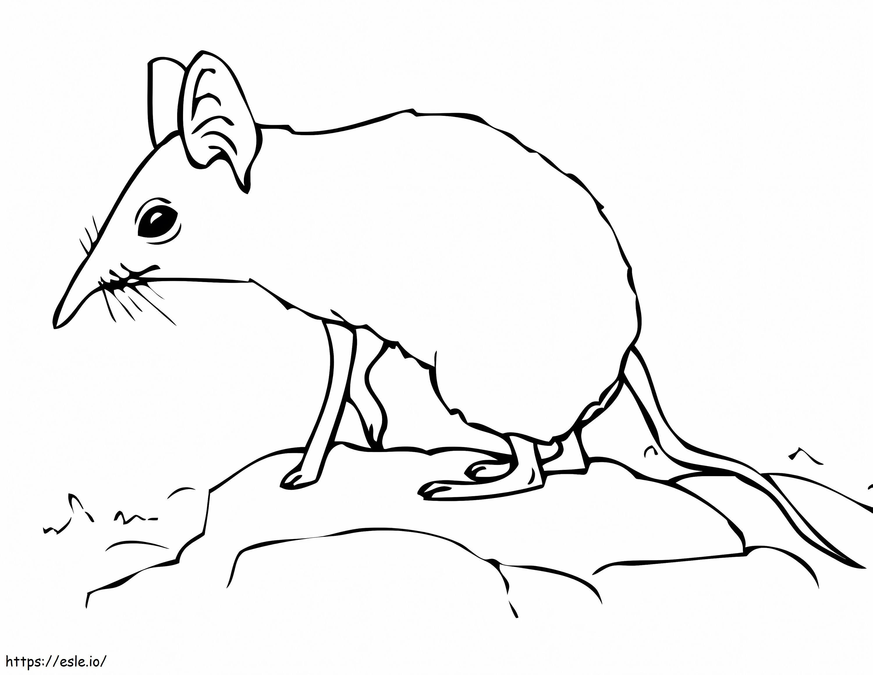 Elephant Shrew coloring page