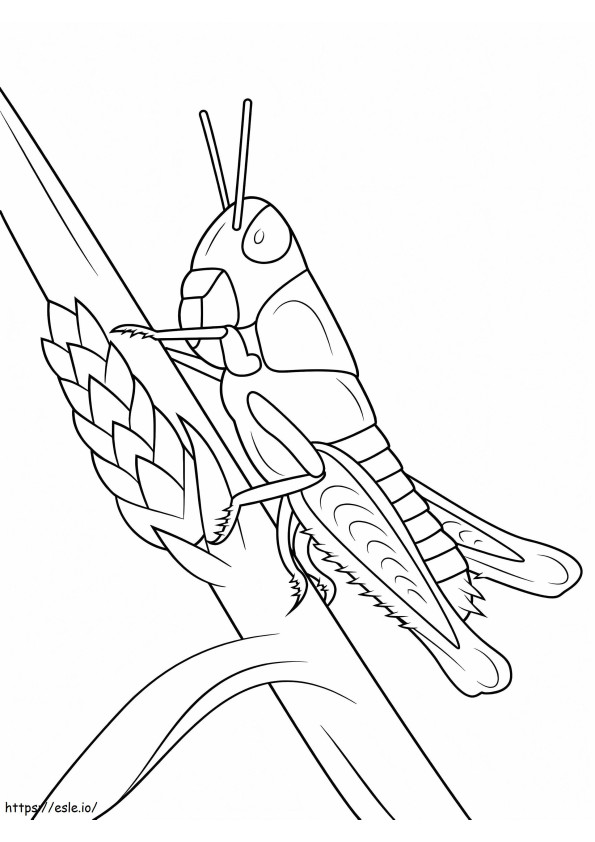 Young Grasshopper coloring page