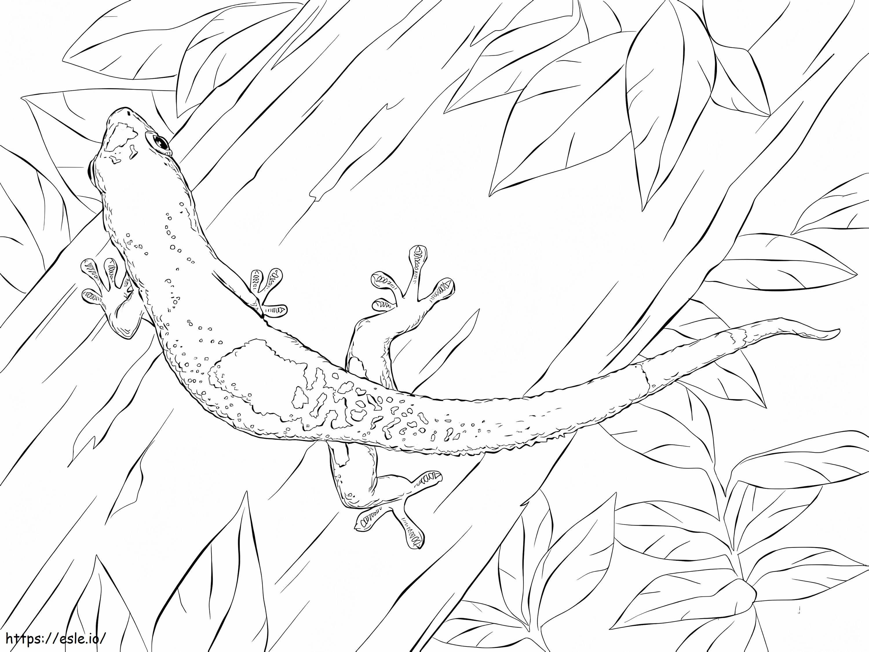 Madagaskar Günü Geckosu boyama