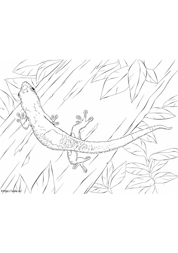 Madagascar Day Gecko coloring page