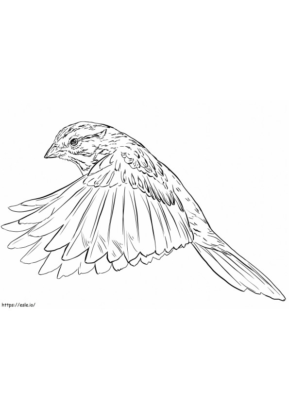 Coloriage Moineau battant des ailes à imprimer dessin