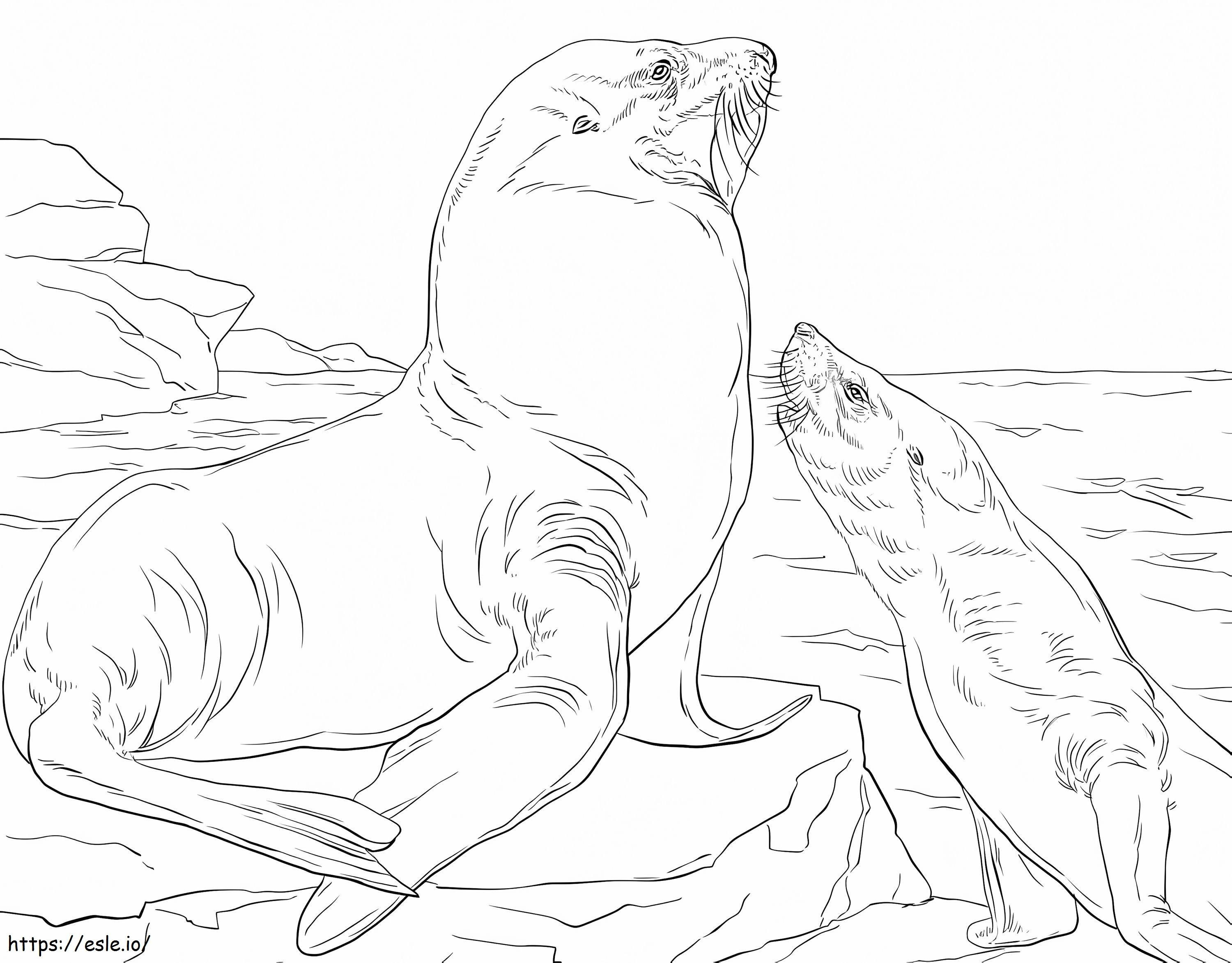 Steller-zeeleeuwen kleurplaat kleurplaat