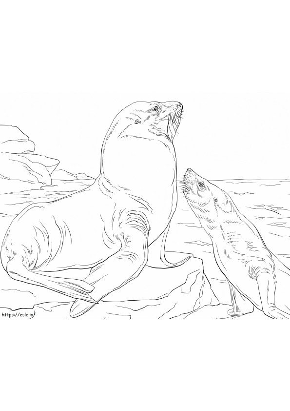 Leões marinhos de Steller para colorir