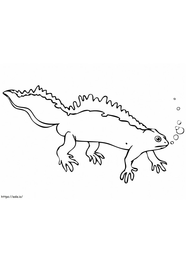 Crested Newt coloring page