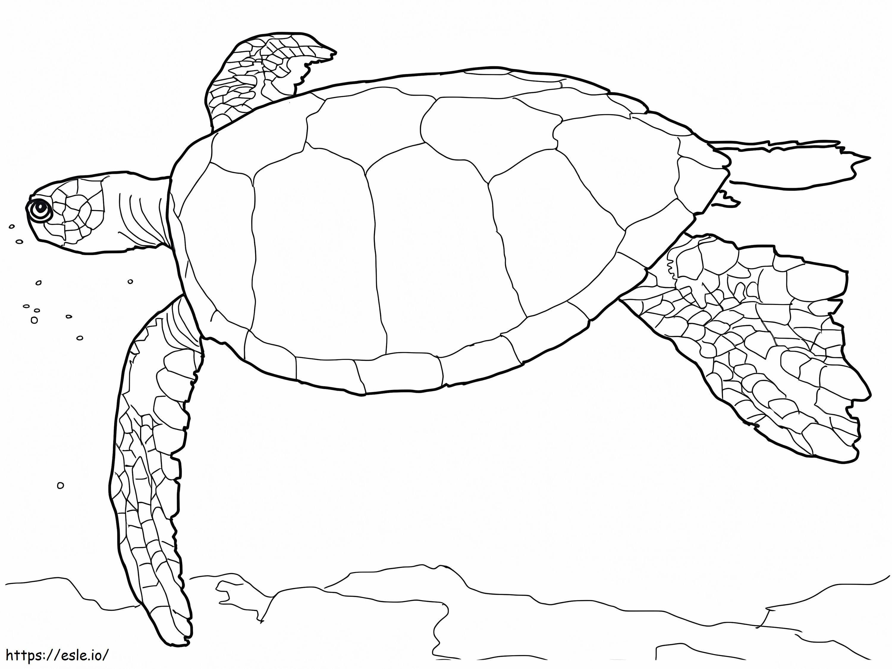 Hawaiian Green Turtle coloring page