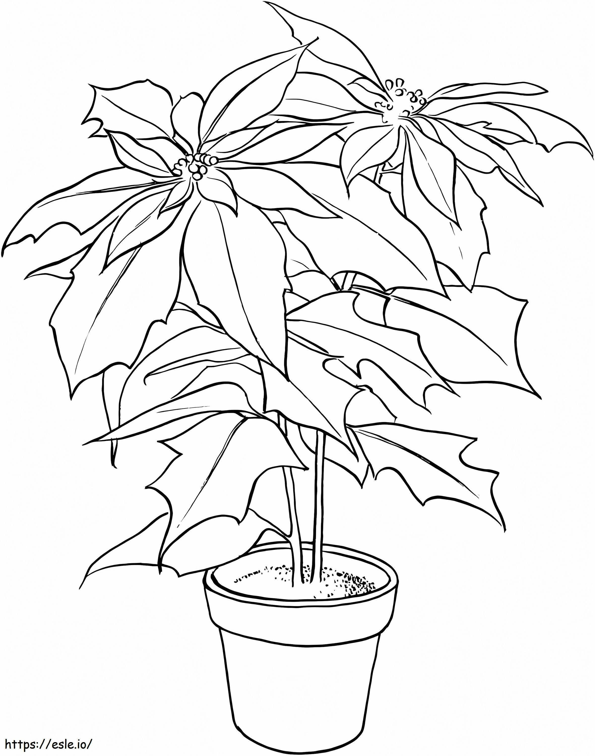 Poinsettia Christmas Flower coloring page