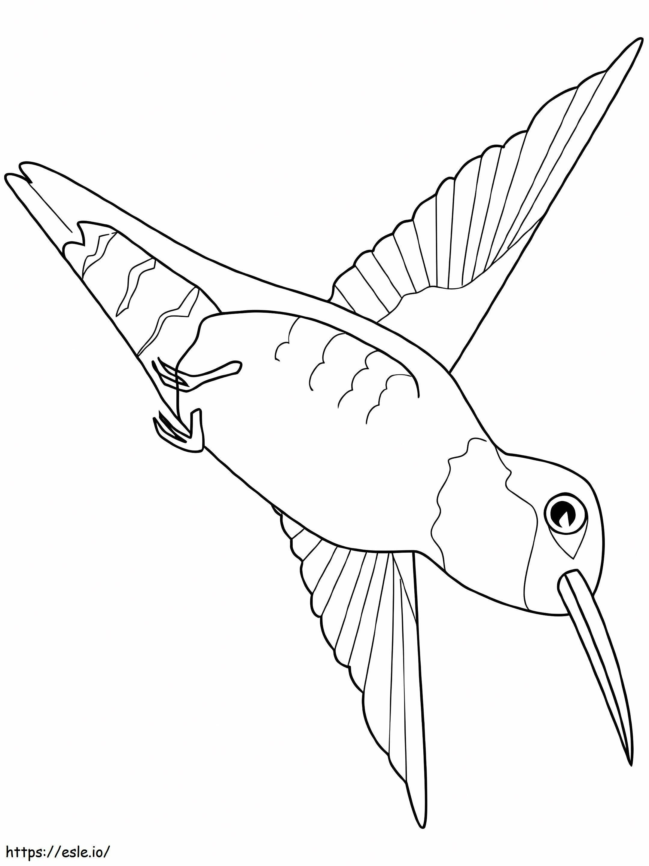 Burung Kolibri Terbang Gambar Mewarnai