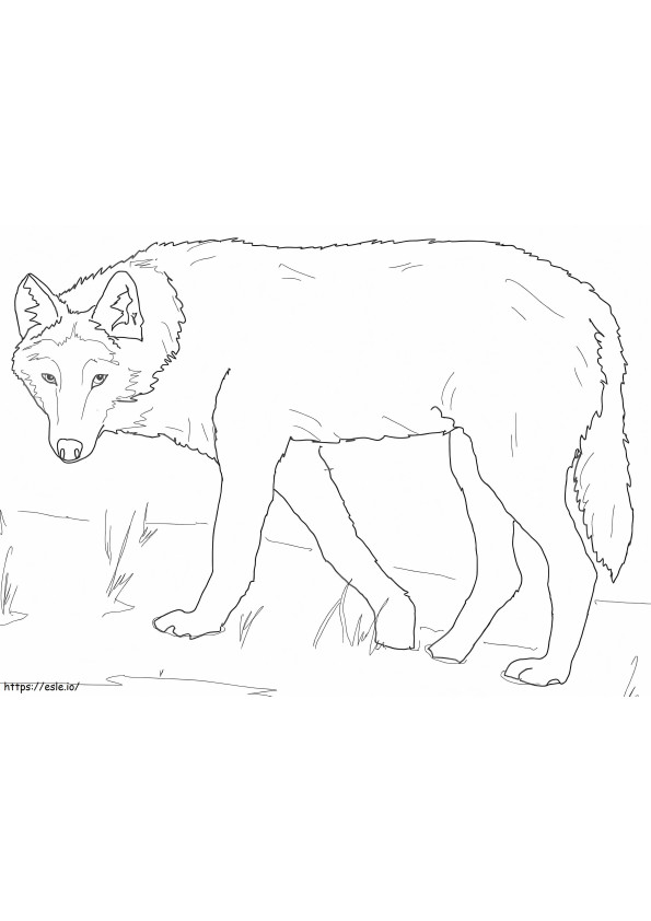 Grijze Wolf 1
