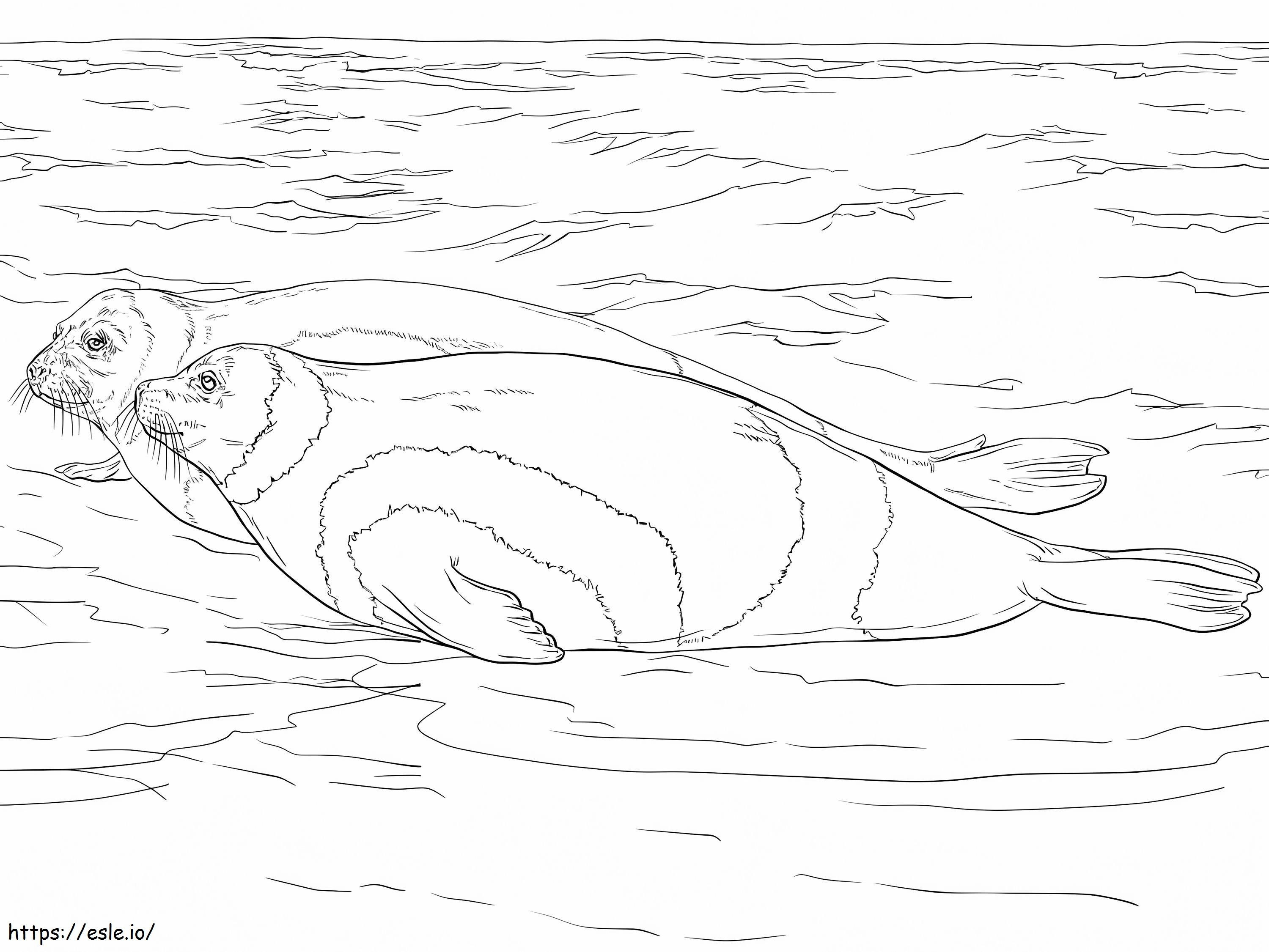 Ribbon Seals coloring page