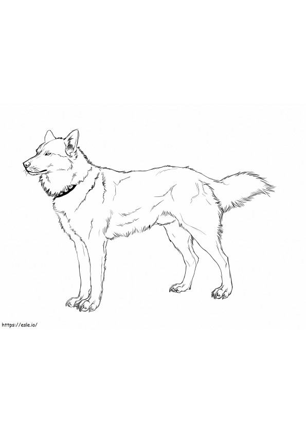 Cool Husky coloring page
