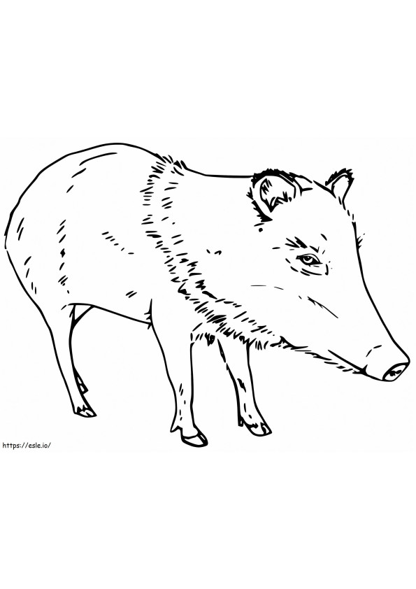 Printable Peccary coloring page