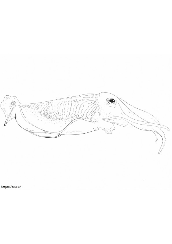 Realistic Cuttlefish coloring page