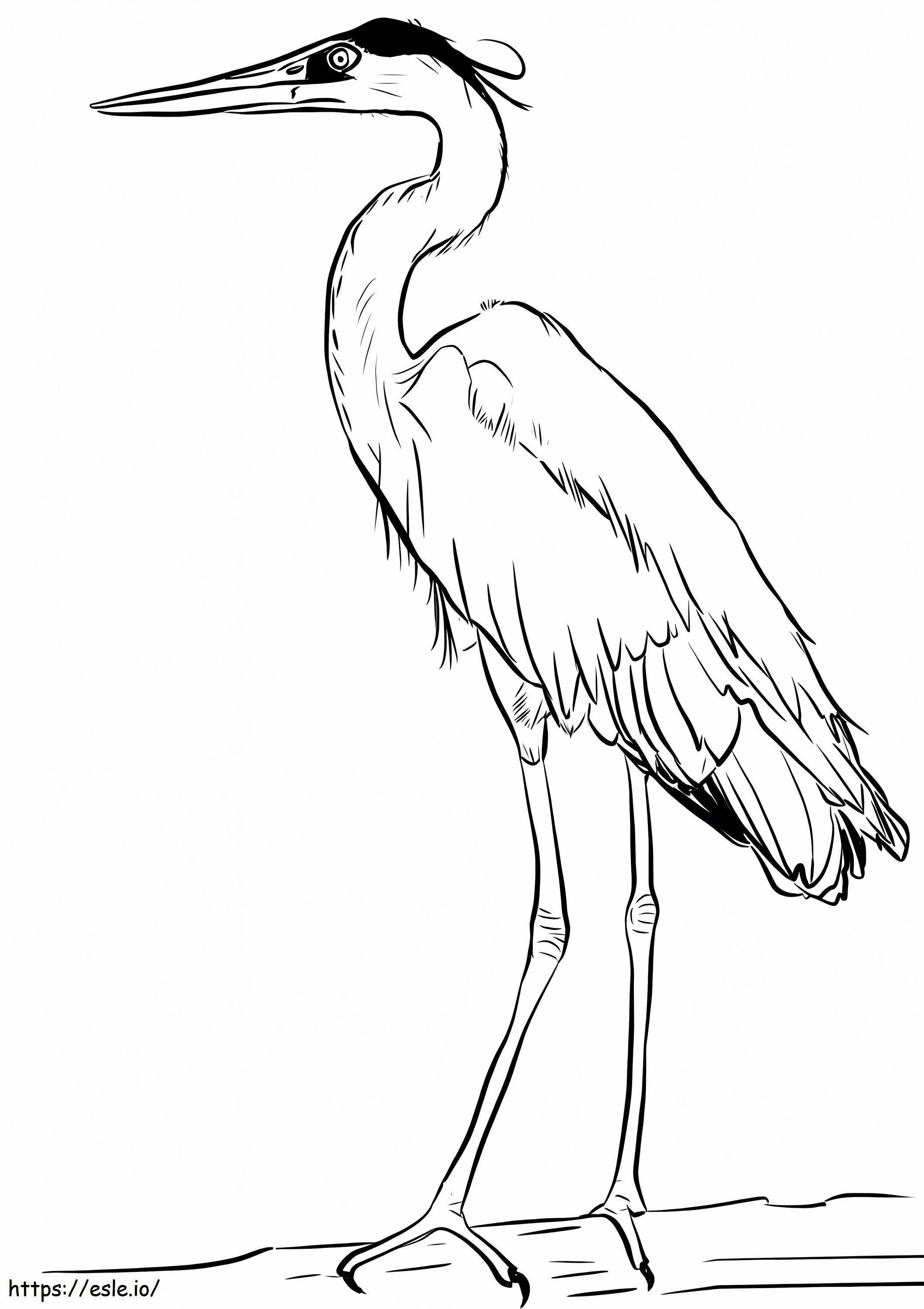 Great Blue Heron 1 coloring page