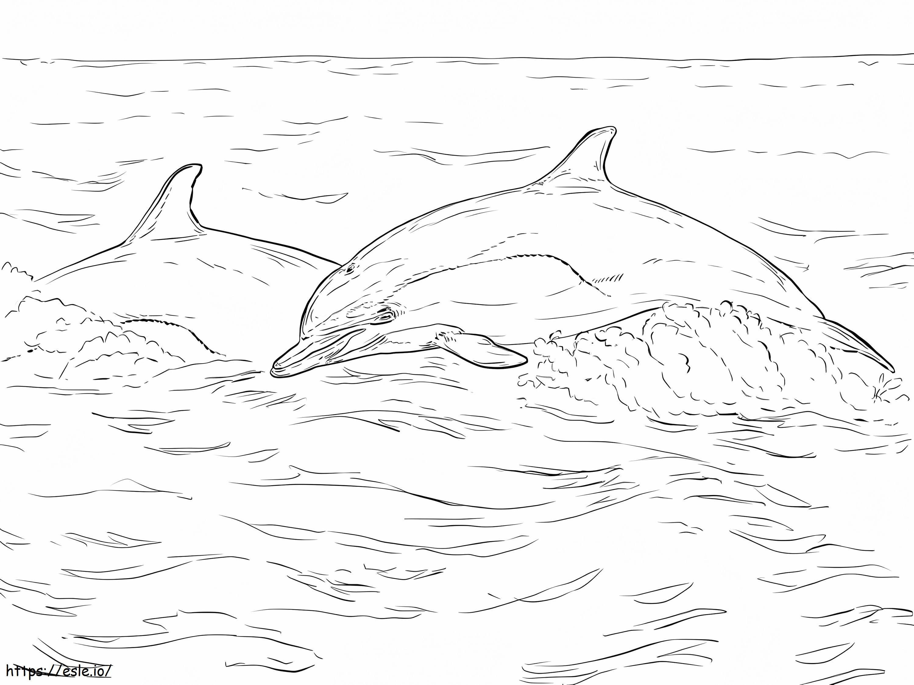 Dauphin Commun A Bec Court 1024X768 coloring page