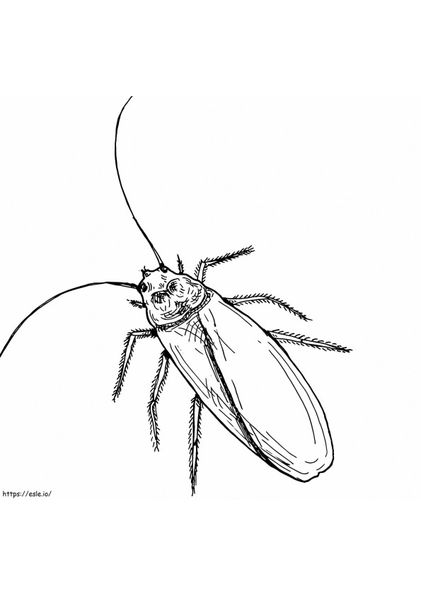 Normal Cockroach coloring page