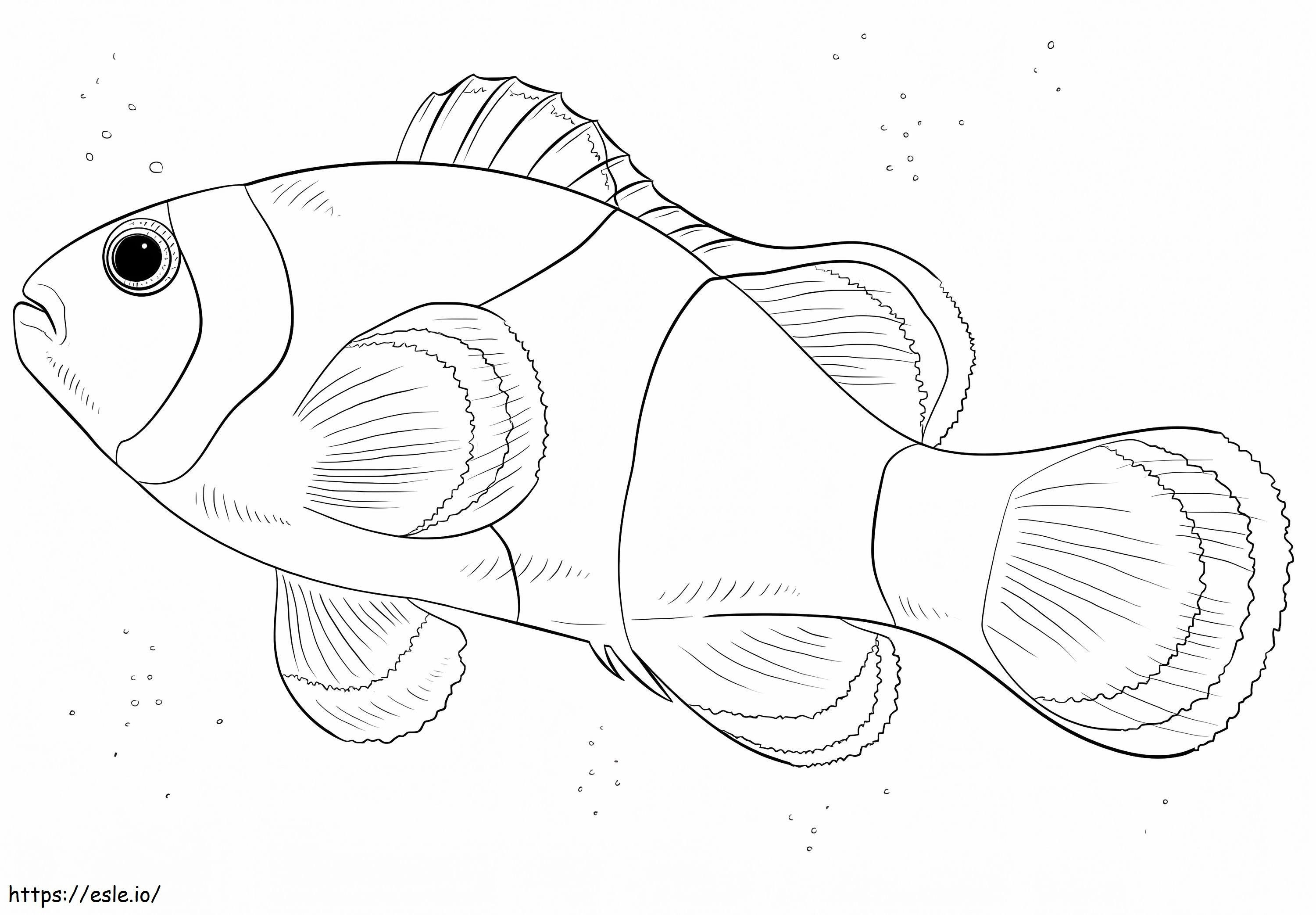 Piccolo Pesce Pagliaccio da colorare