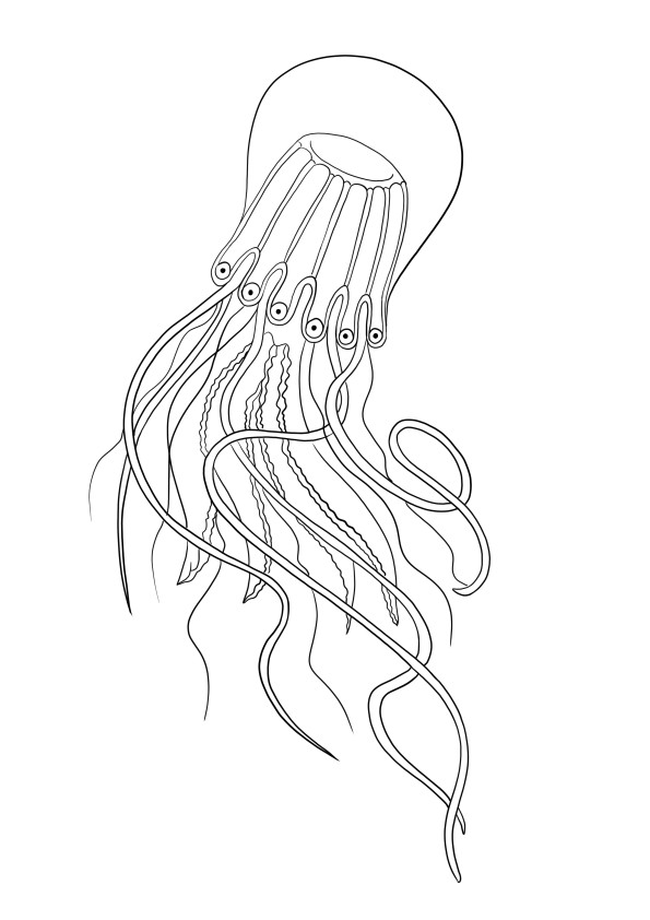 Box jellyfish to download for free page and color