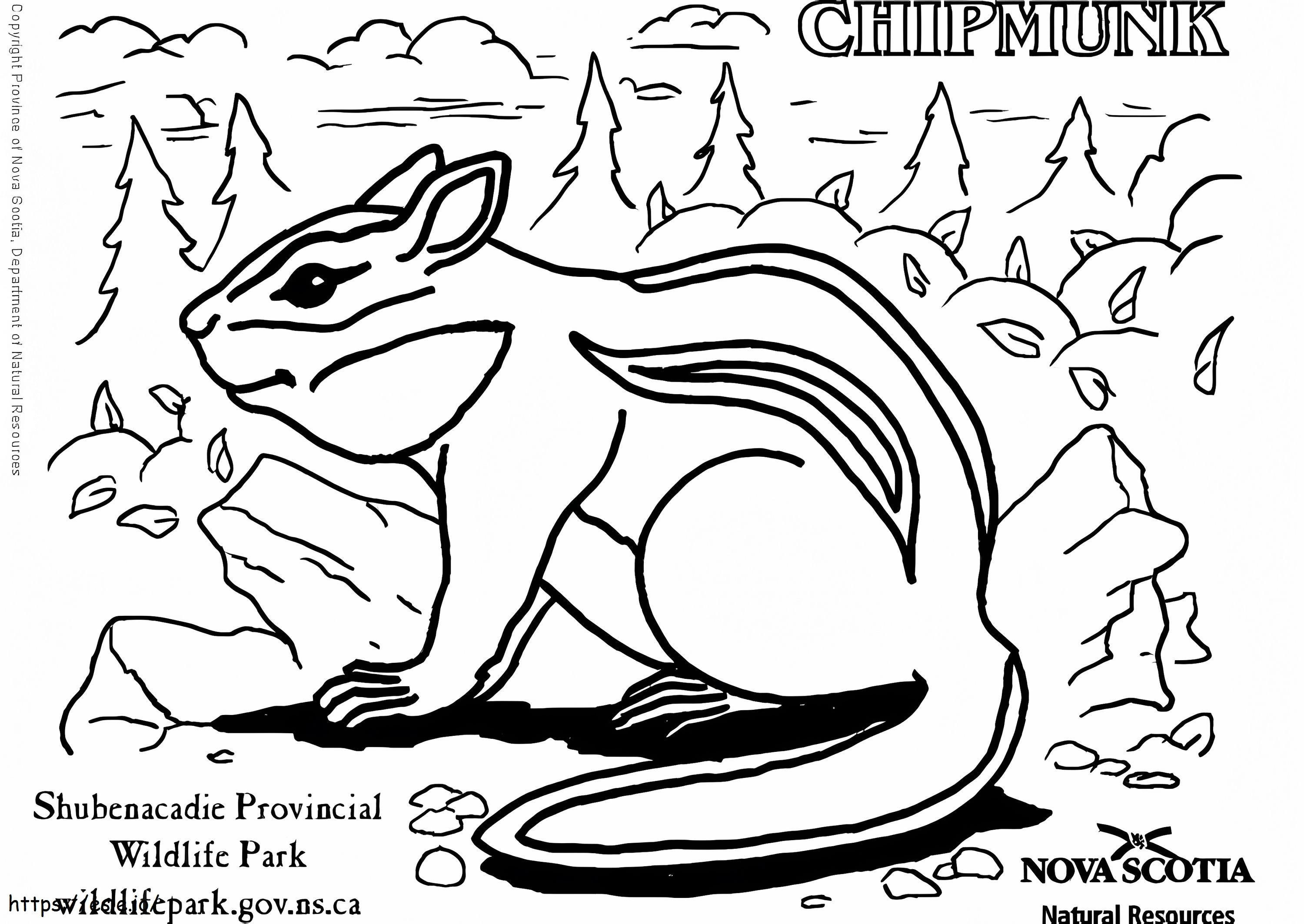 Free Chipmunk coloring page