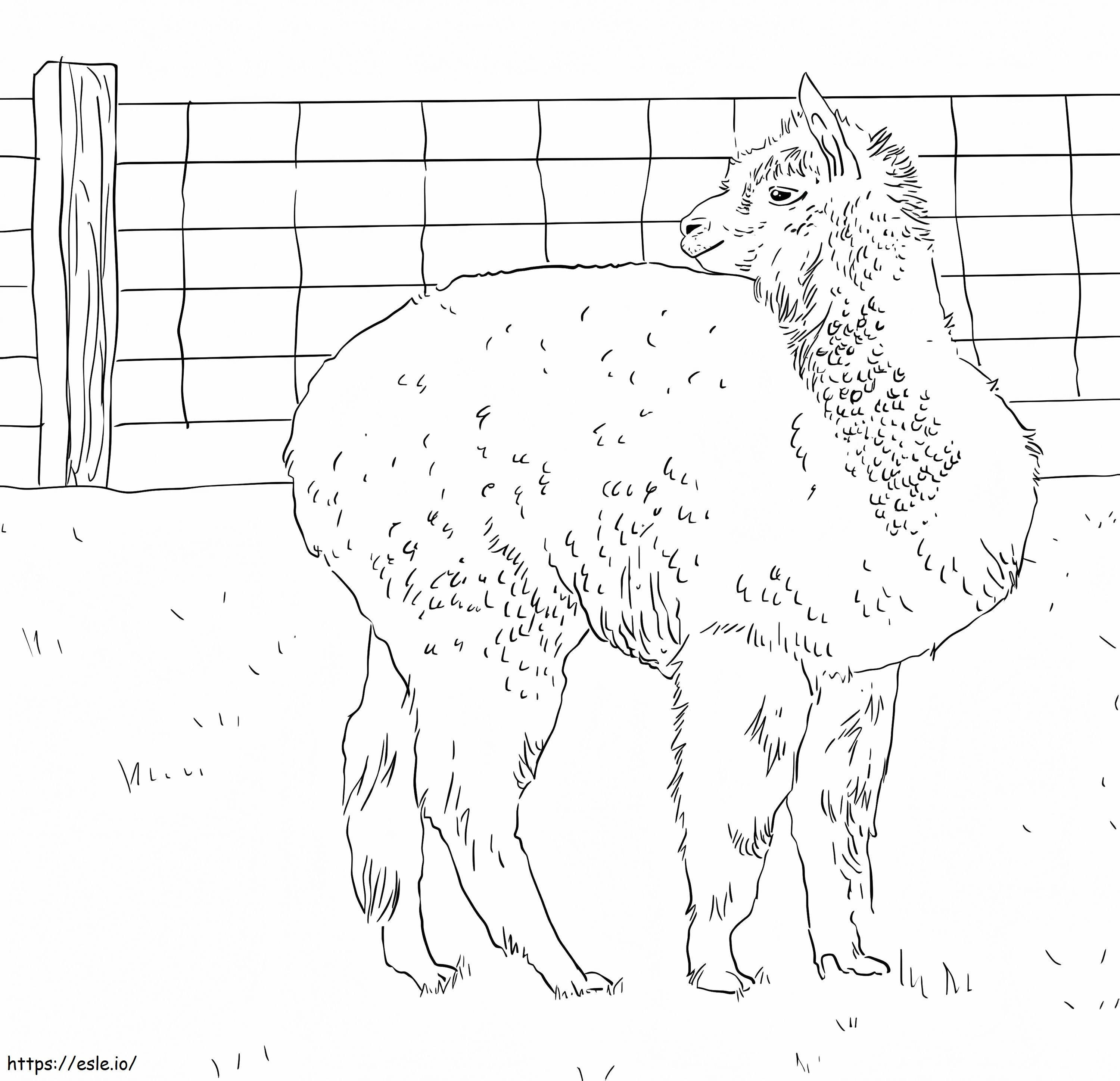Alpaca Looks Back coloring page