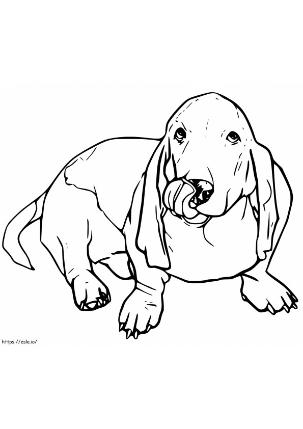 Basset Hound Printable coloring page