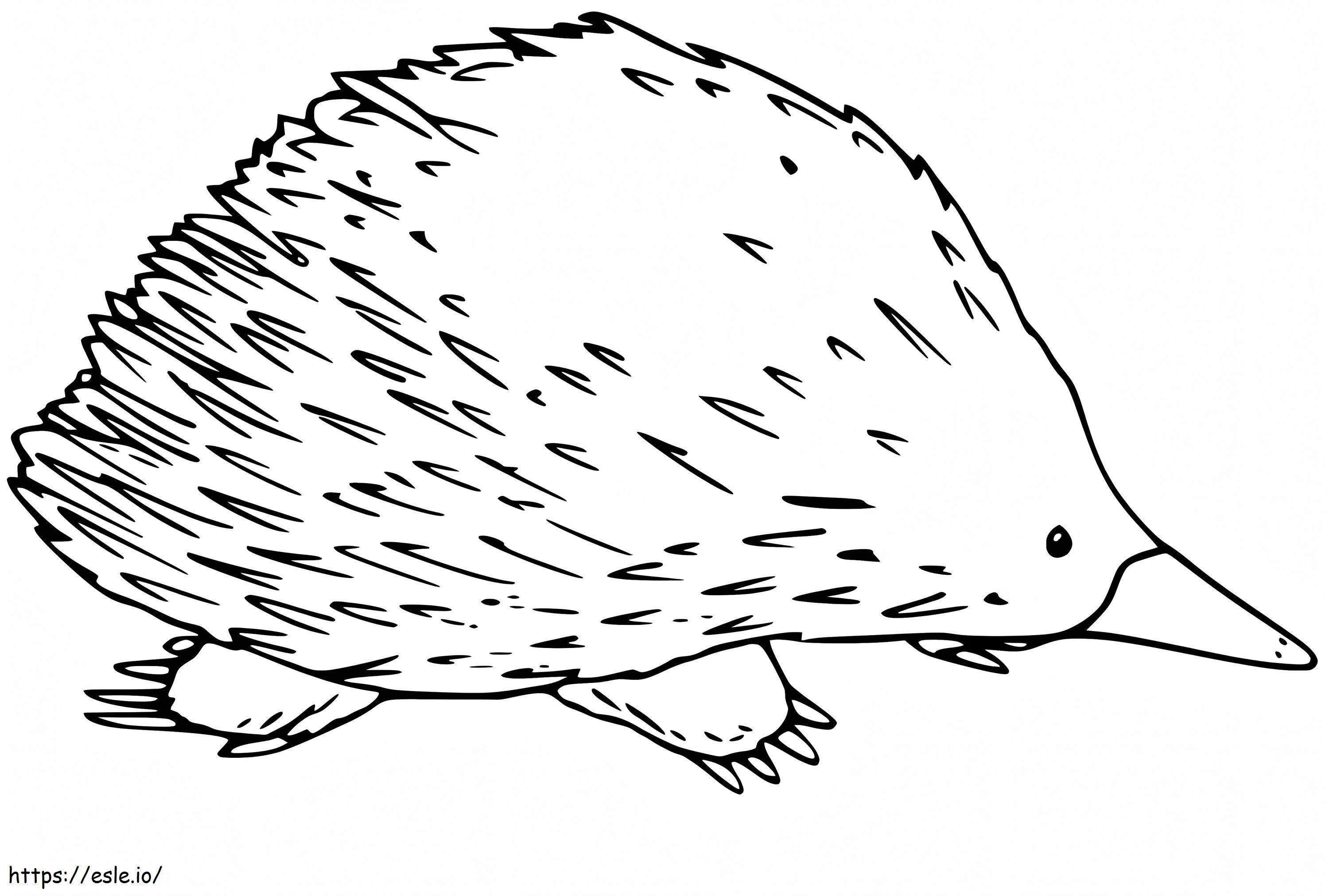 Printable Echidna coloring page