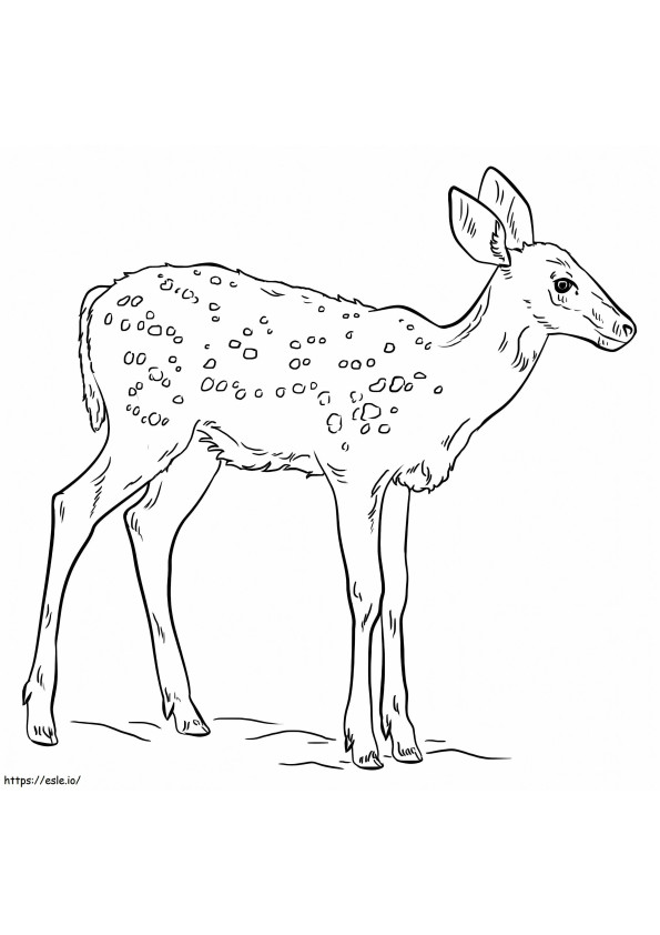 A Fawn coloring page