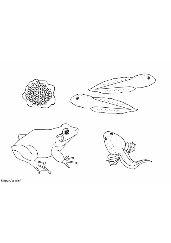 1548127500 Lebenszyklus des Ochsenfrosches ausmalbilder