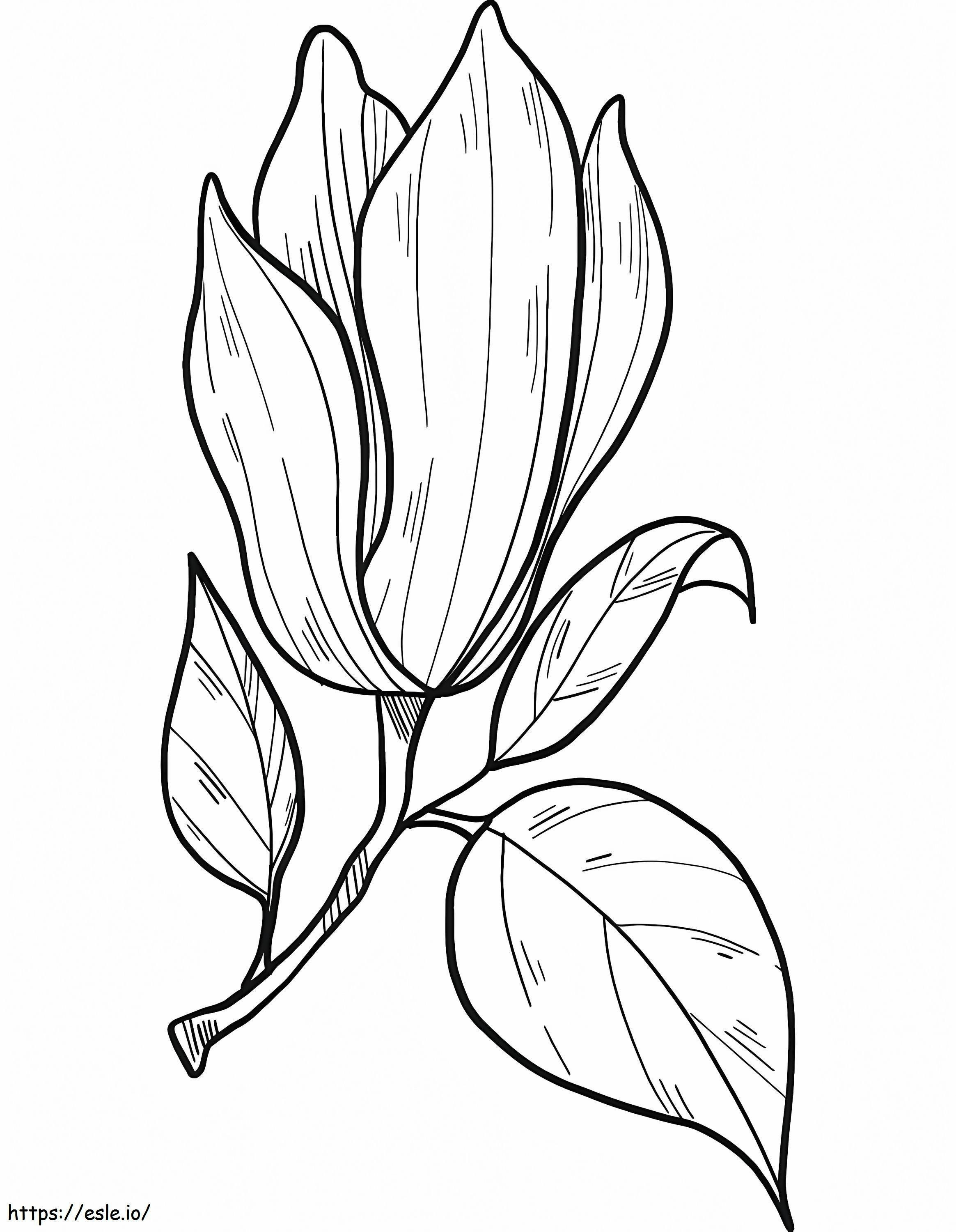 Flor de magnolia 3 para colorear