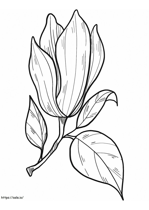 Coloriage Fleur de magnolia 3 à imprimer dessin