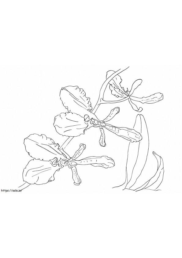 Printable Orchid coloring page