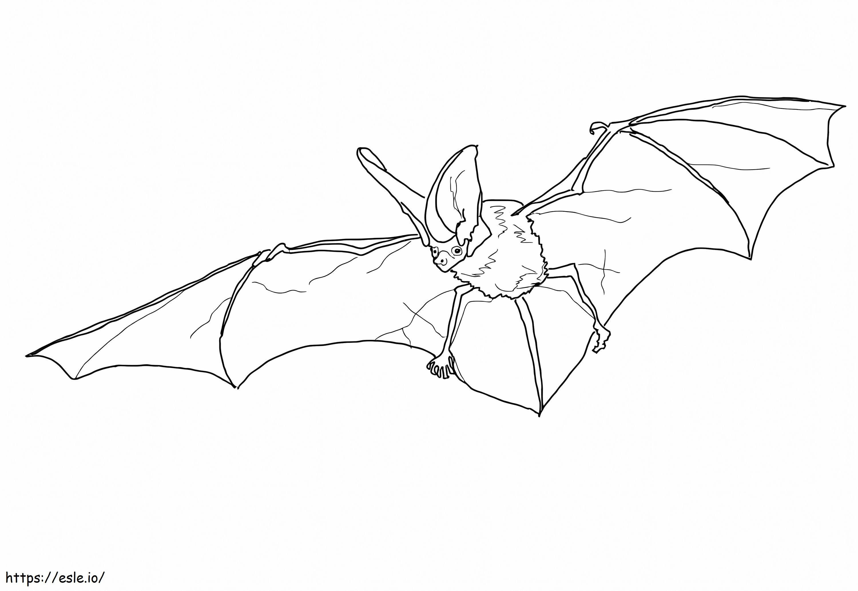 Pipistrello maculato da colorare