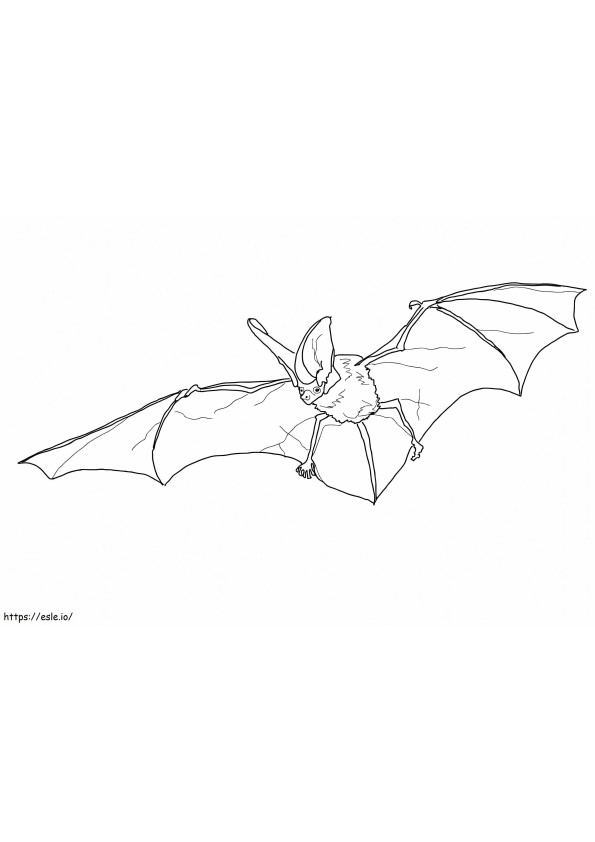 Spotted Bat coloring page