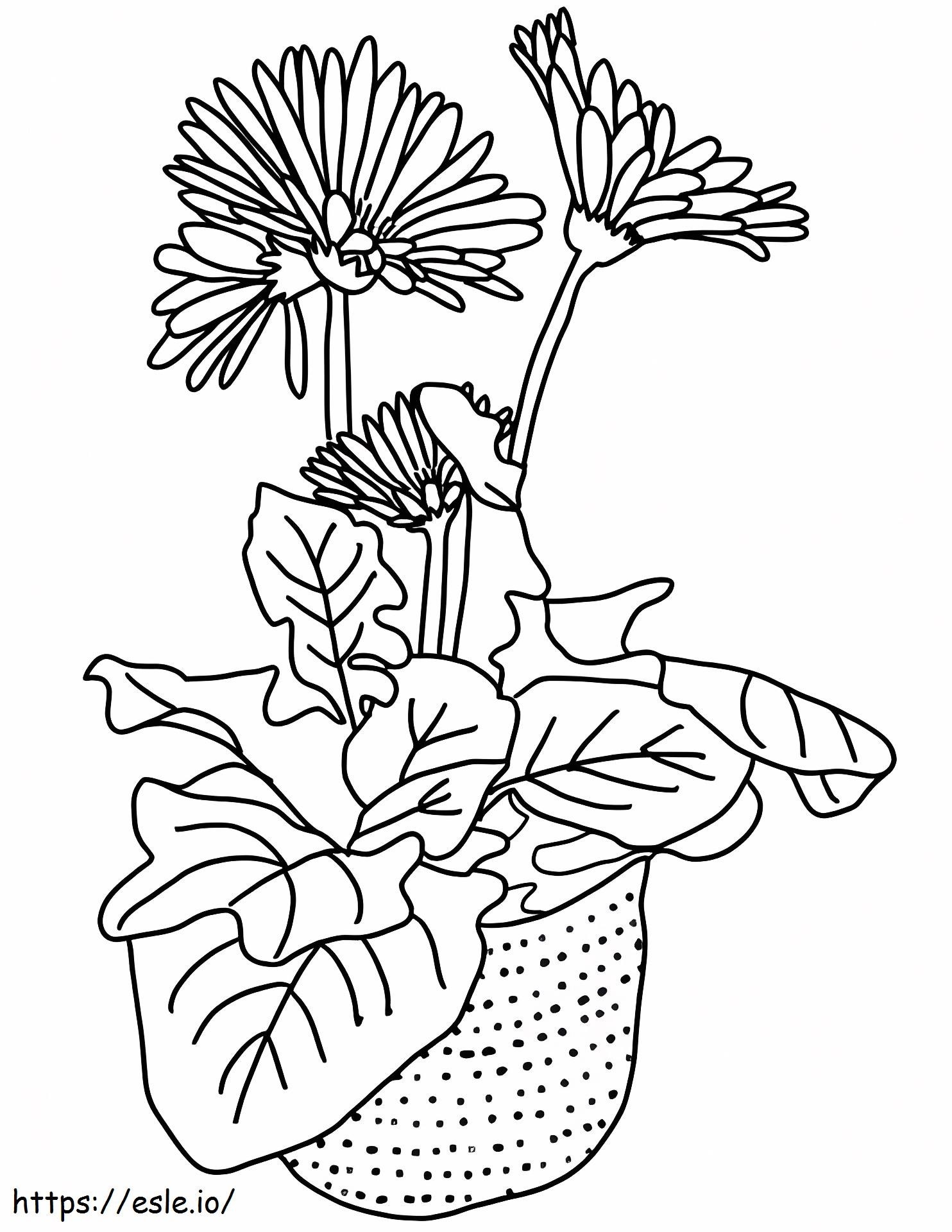 Margarita Gerbera coloring page free printable