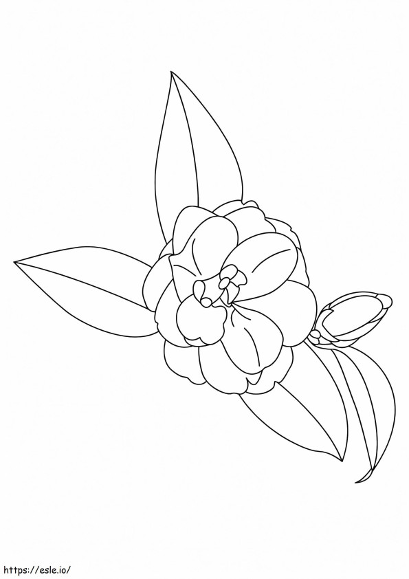 1528164371 The Camellia A4 coloring page