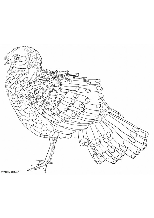 Bornean Peacock Pheasant coloring page