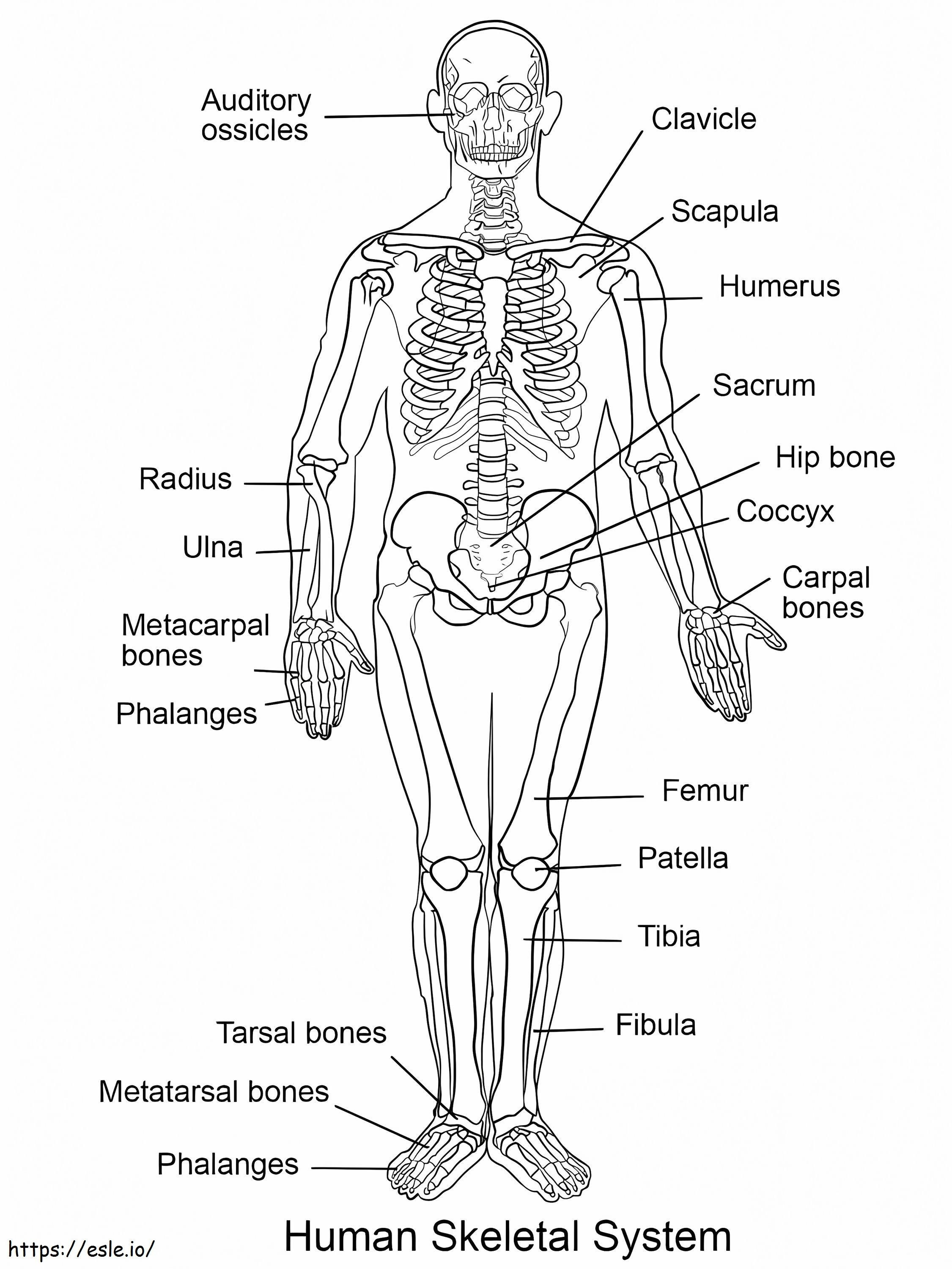 Human Skeletal System coloring page