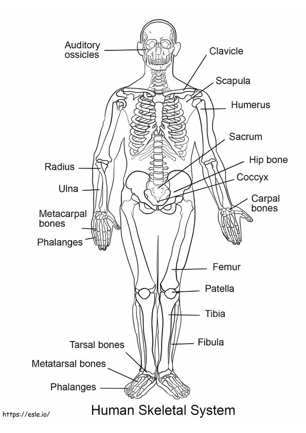 Menschliches Skelettsystem ausmalbilder
