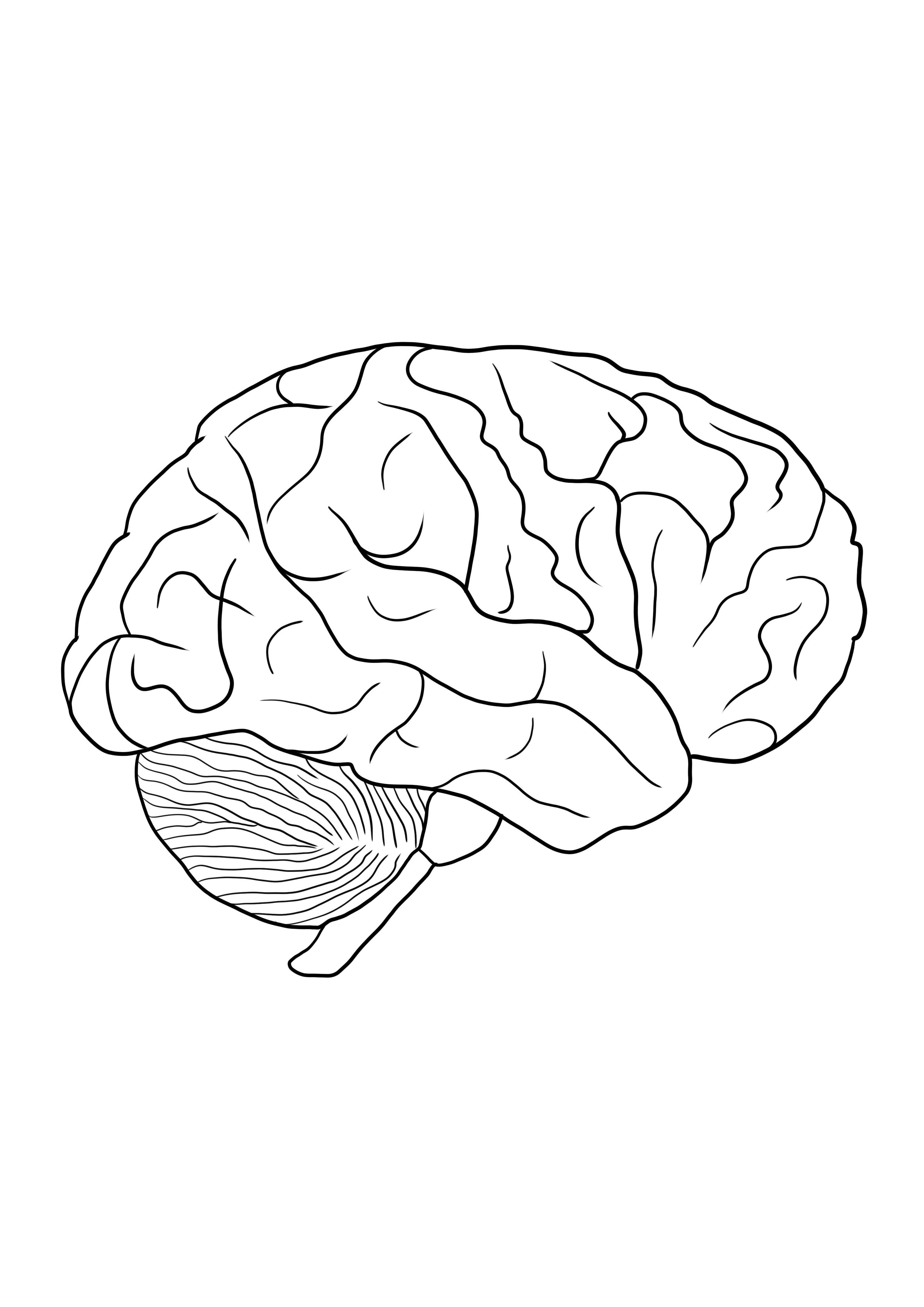 Imagem para colorir do cérebro humano para download gratuito