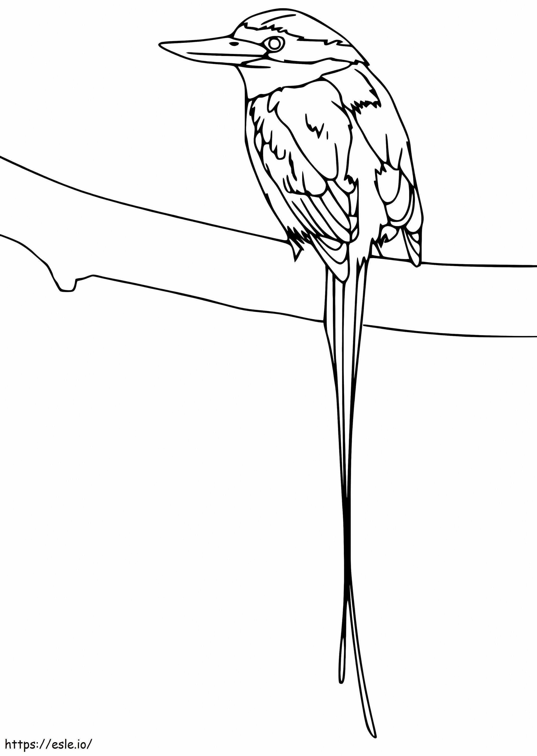 枝の上の極楽鳥 ぬりえ - 塗り絵