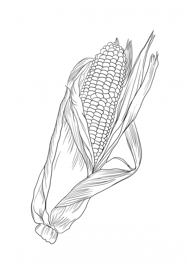 A free Corn coloring sheet to print or download
