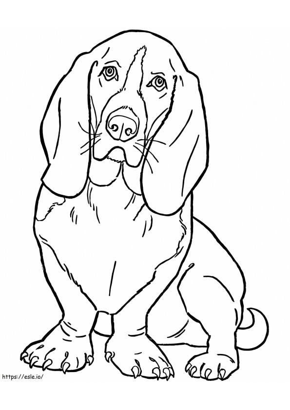 Adorable Beagle