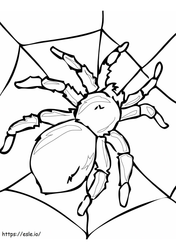 Coloriage Araignée à imprimer dessin