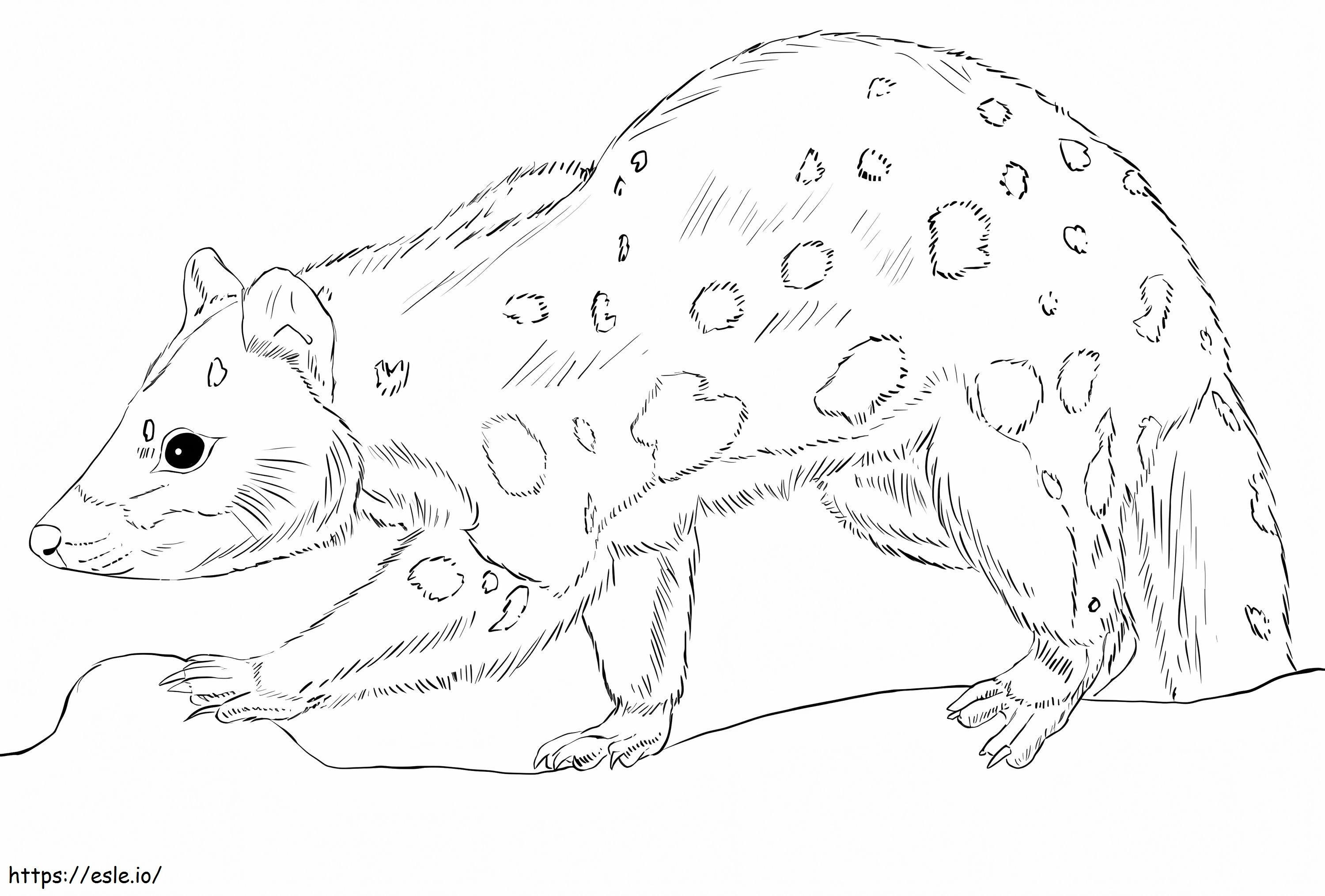 Northern Quoll 1 coloring page