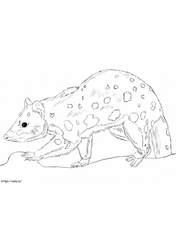 Northern Quoll 1 coloring page