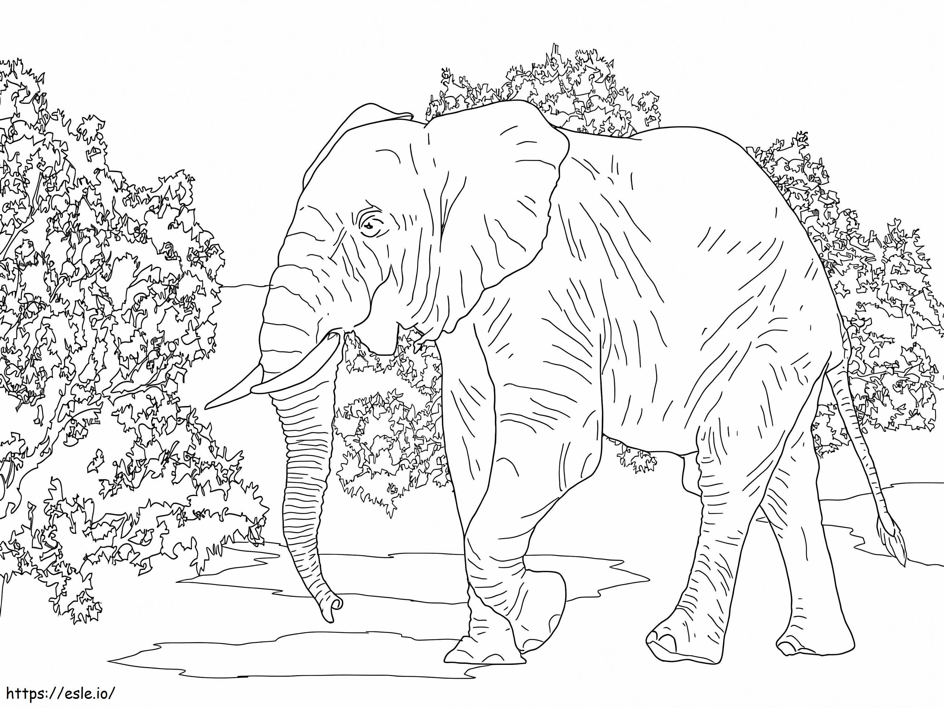 Elefante da Floresta Africana 1 para colorir