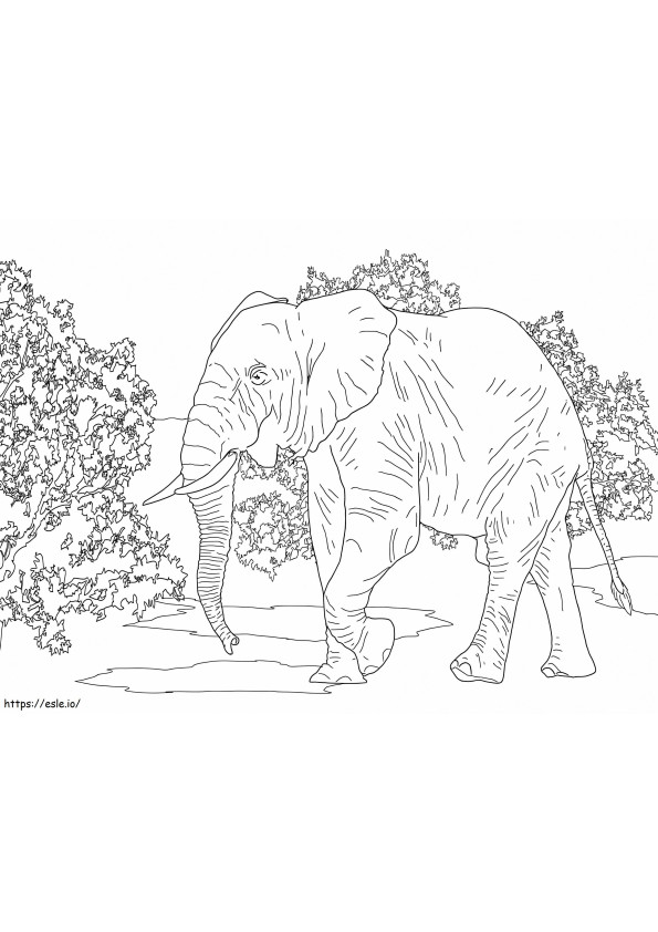 Coloriage Éléphant de forêt d'Afrique 1 à imprimer dessin
