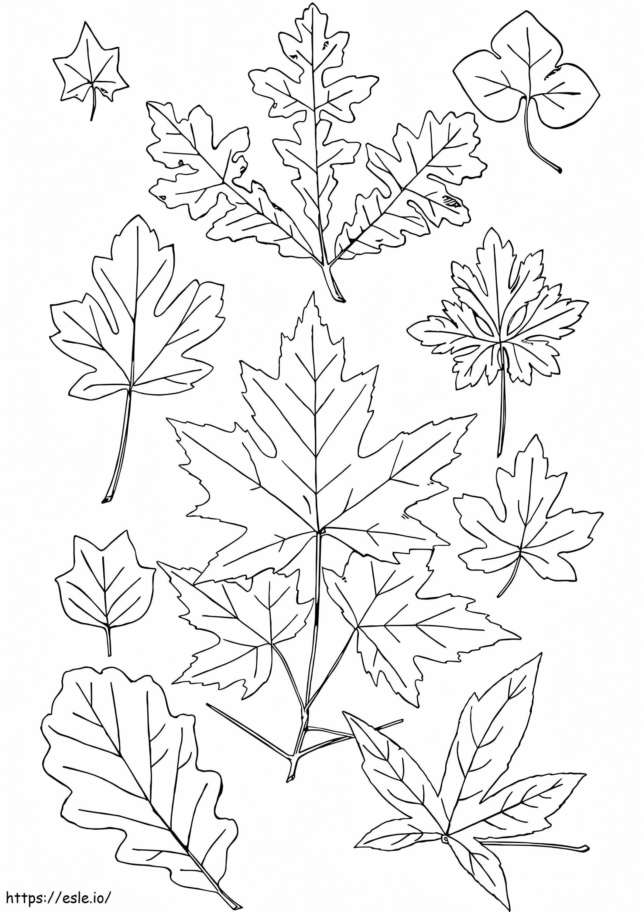 Fall Leaves 4 coloring page