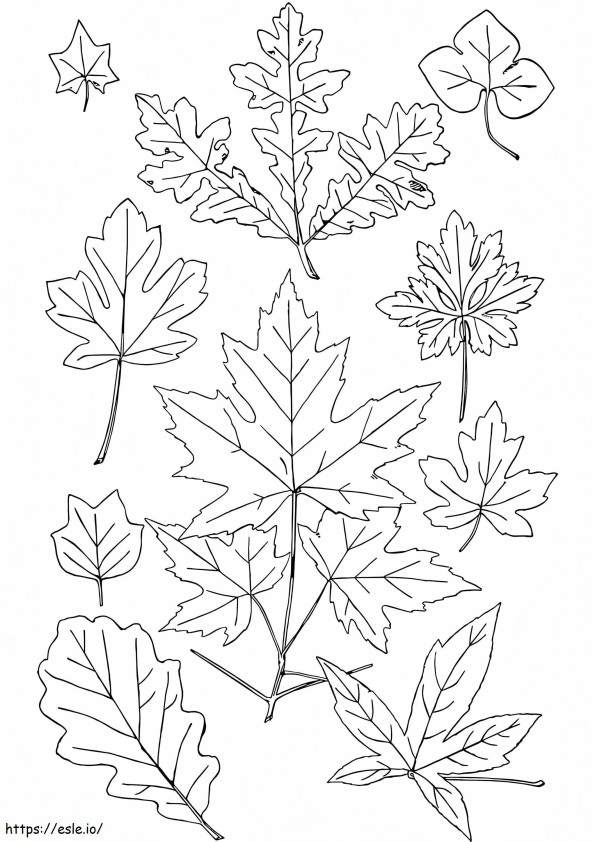 Folhas de outono 4 para colorir
