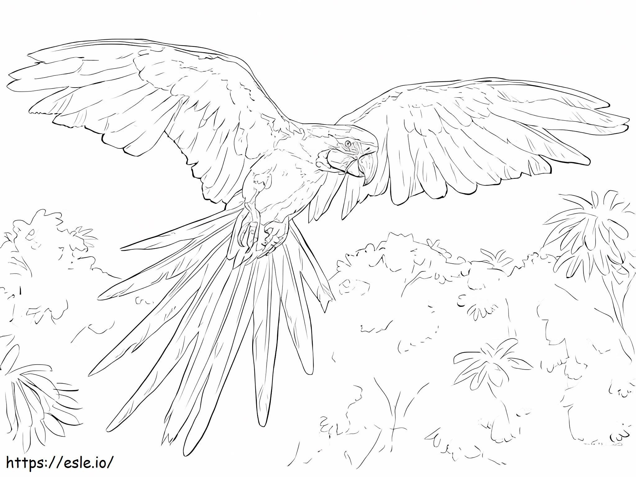 Macaw Flying In The Jungle coloring page