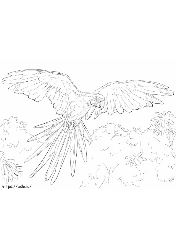 Macaw Flying In The Jungle coloring page